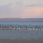 La Laguna Y La Buhardilla De La Laguna * Gallocanta