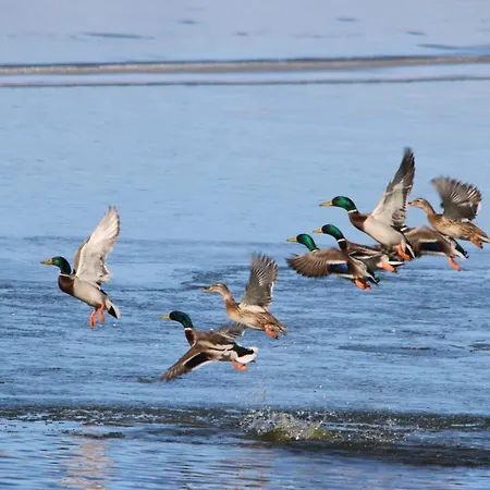 La Laguna Y La Buhardilla De La Laguna カントリーハウス *