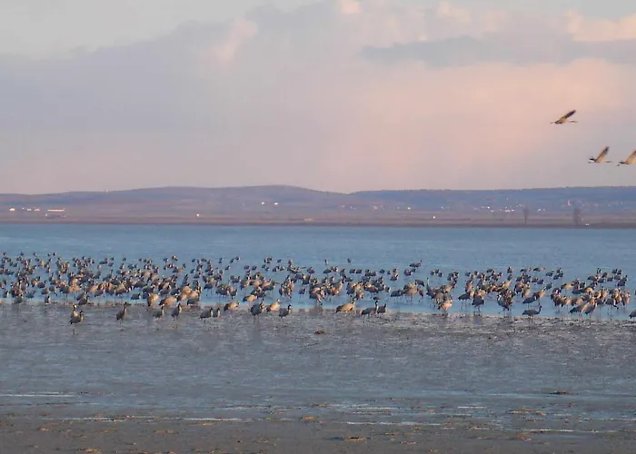 La Laguna Y La Buhardilla De La Lagu * Gallocanta